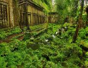 Beng Mealea & Banteay Srey Temple