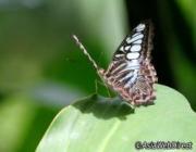 Banteay Srey Butterfly Centre in Siem Reap